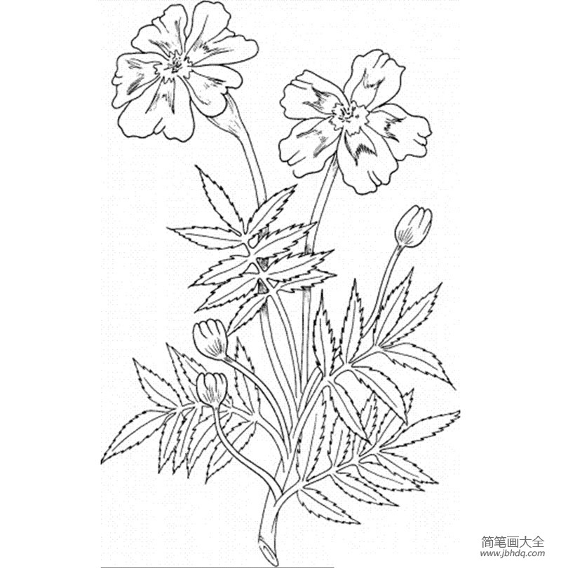 花朵简笔画图片 金盏花简笔画