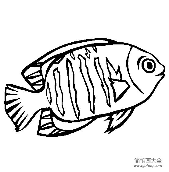 海洋生物图片 火背仙简笔画图片