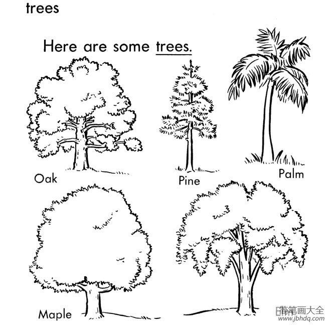 大树的简单画法图片