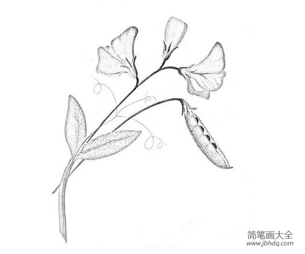 豌豆花简笔画简单图片