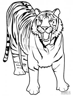 老虎的简易画法图片