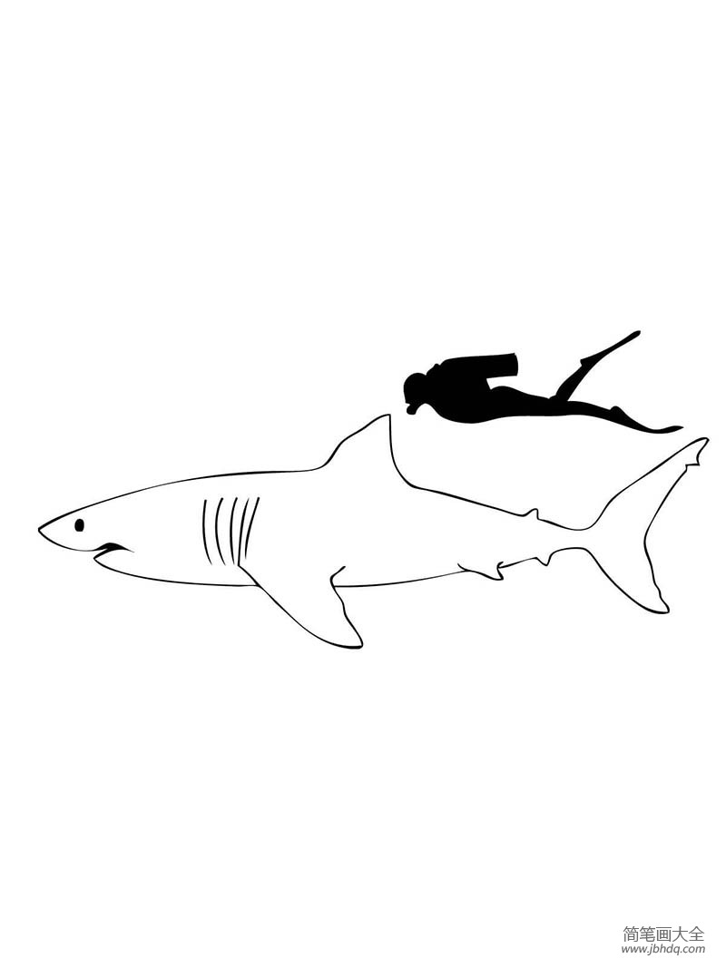 画鲨鱼大白鲨凶猛图片