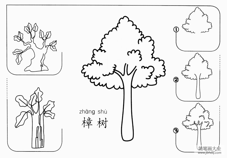 樟树手绘线稿图片