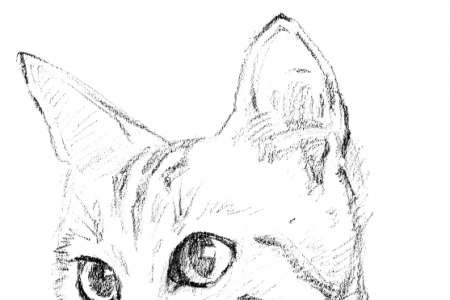 猫的侧脸简笔画图片