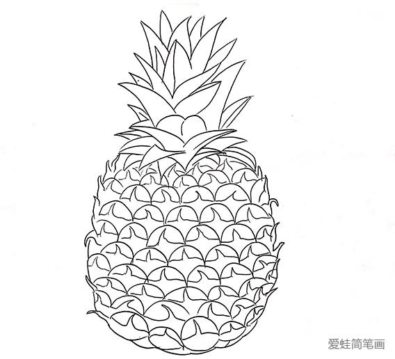 菠萝剖面图简笔画图片