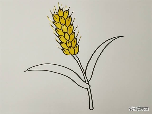 金黄的麦穗简笔画图片
